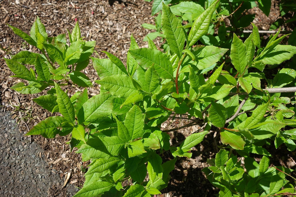 Leaves