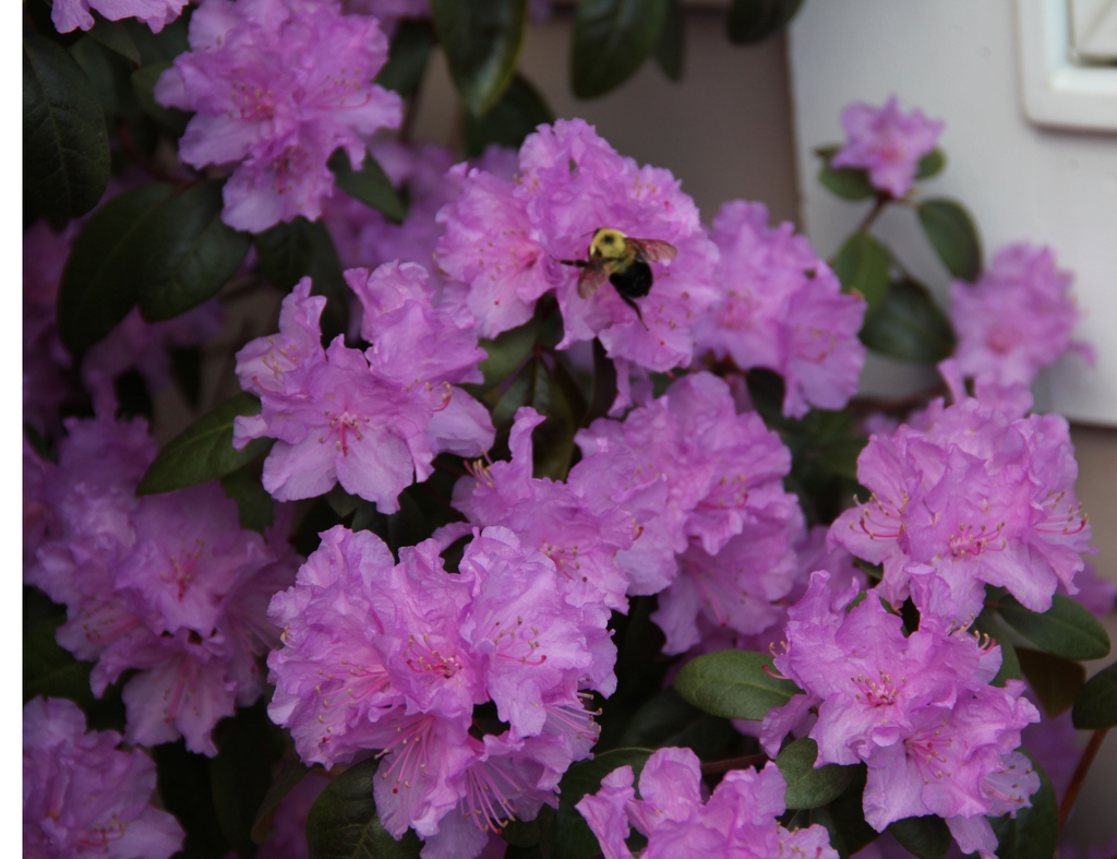 PJM = Blooms