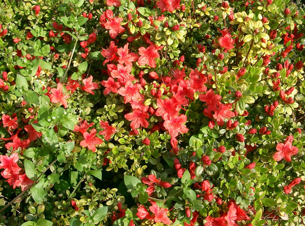 Rhododendron x obtusum leaves and flowers