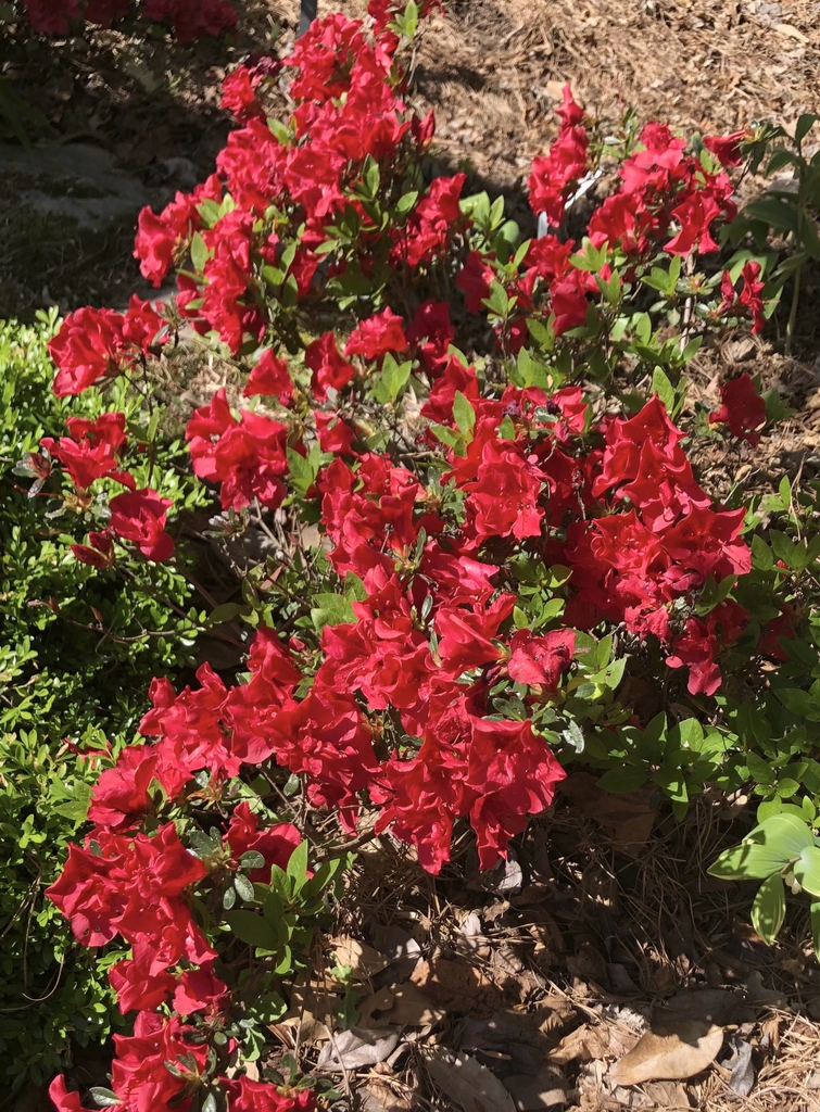 Form