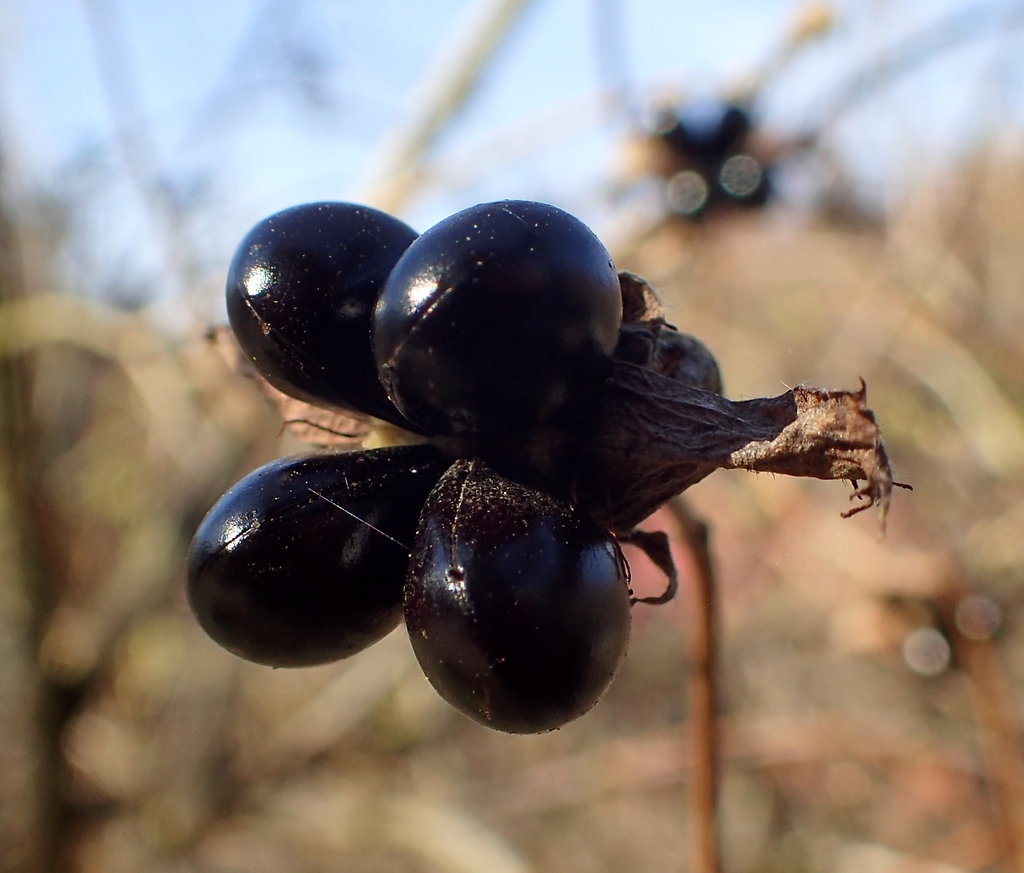 Close up of fruits