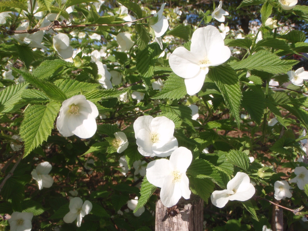 Flower and Leaves