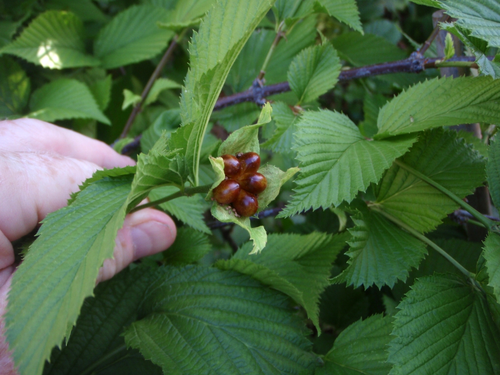 Fruit and Leaf