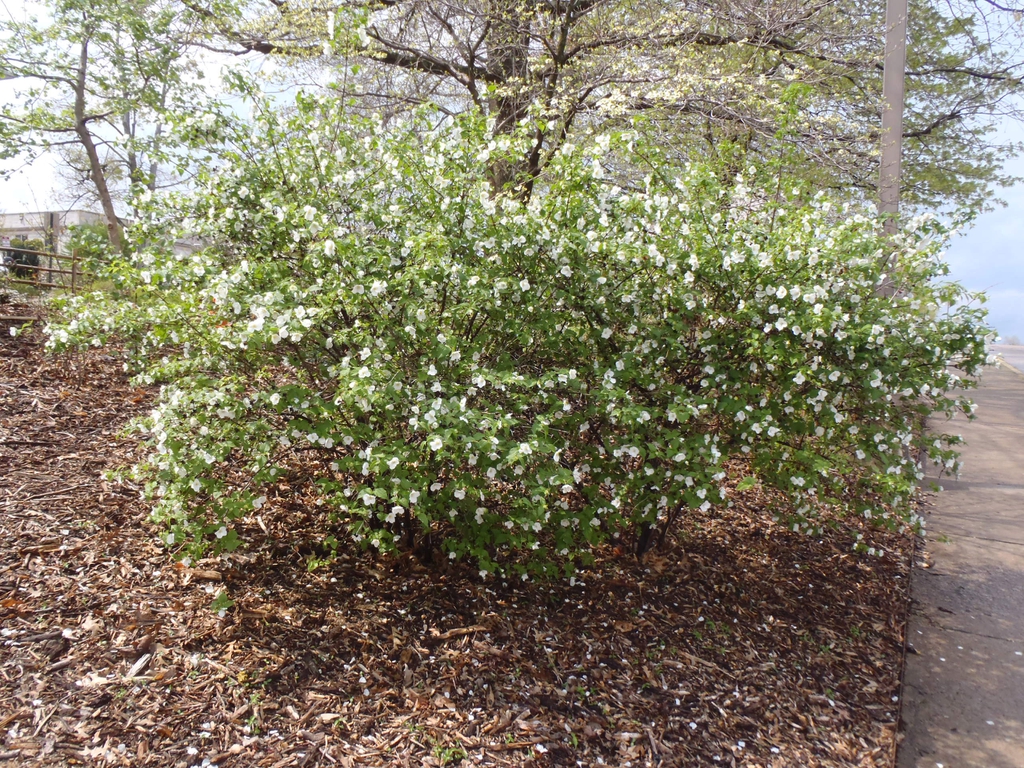 Rhodotypos scandens