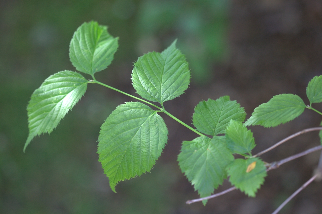 Leaves and stem