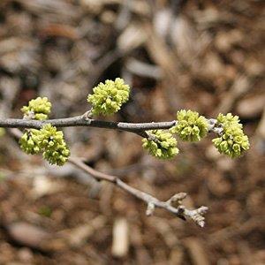 Rhus aromatica