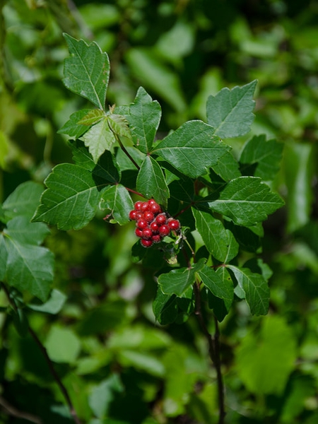 Rhus aromatica