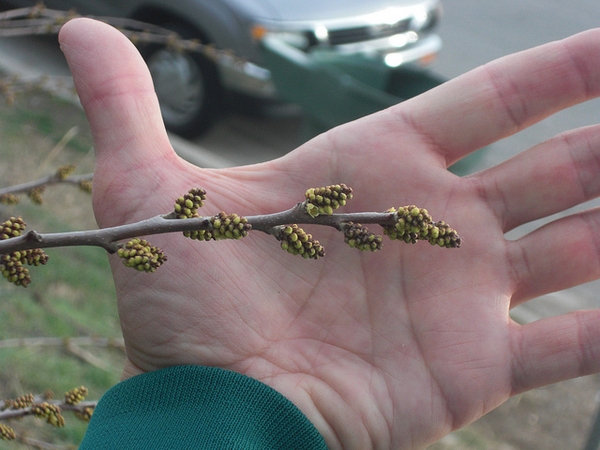 Stems of var. trilobata