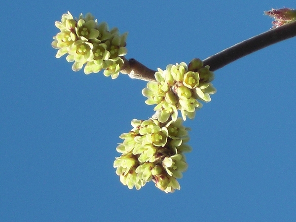 Flowers of var. trilobata