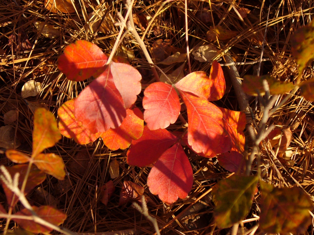 Rhus aromatica 'Gro-low' autumn leaves in Moore County