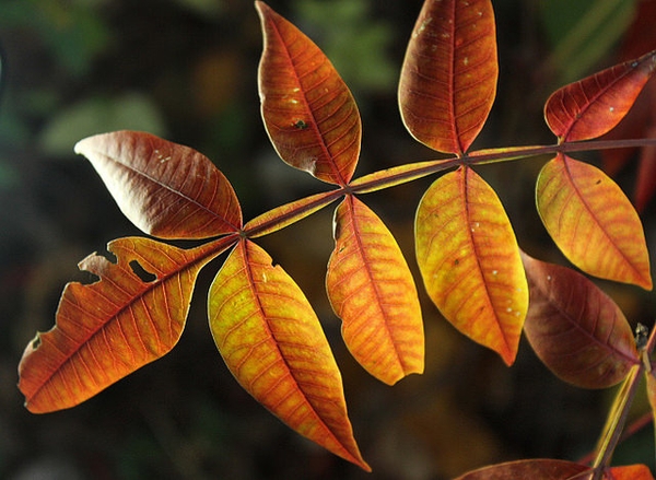 Rhus copallina