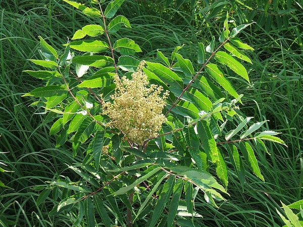 Flowers and leaves