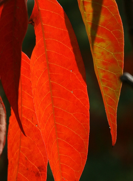 Rhus copallina
