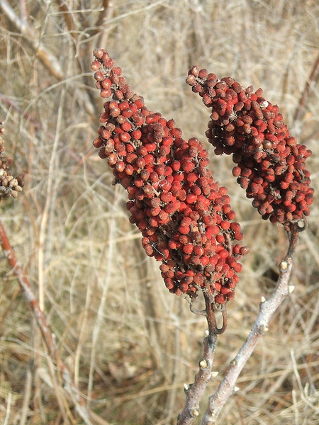 Rhus copallina