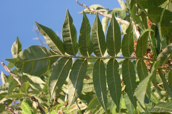 Pinnately compound leaves with 9-11 leaflets.