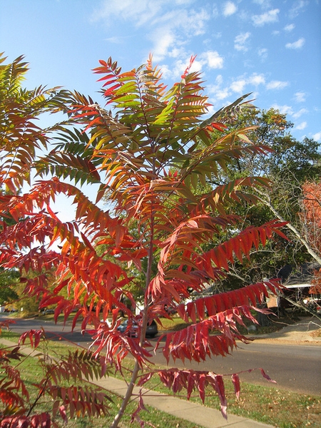 Fall color