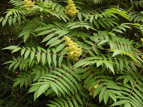 Leaves