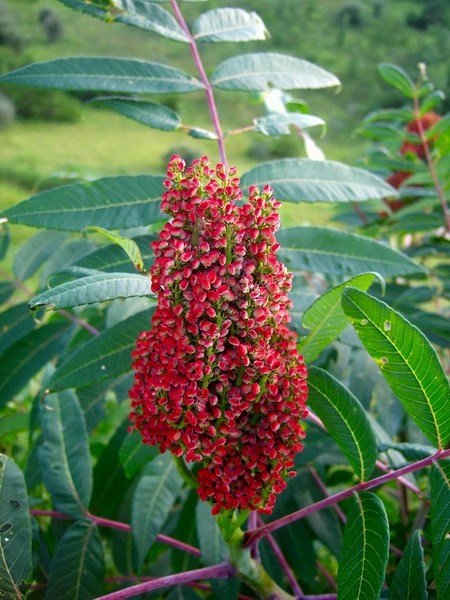 Fruit