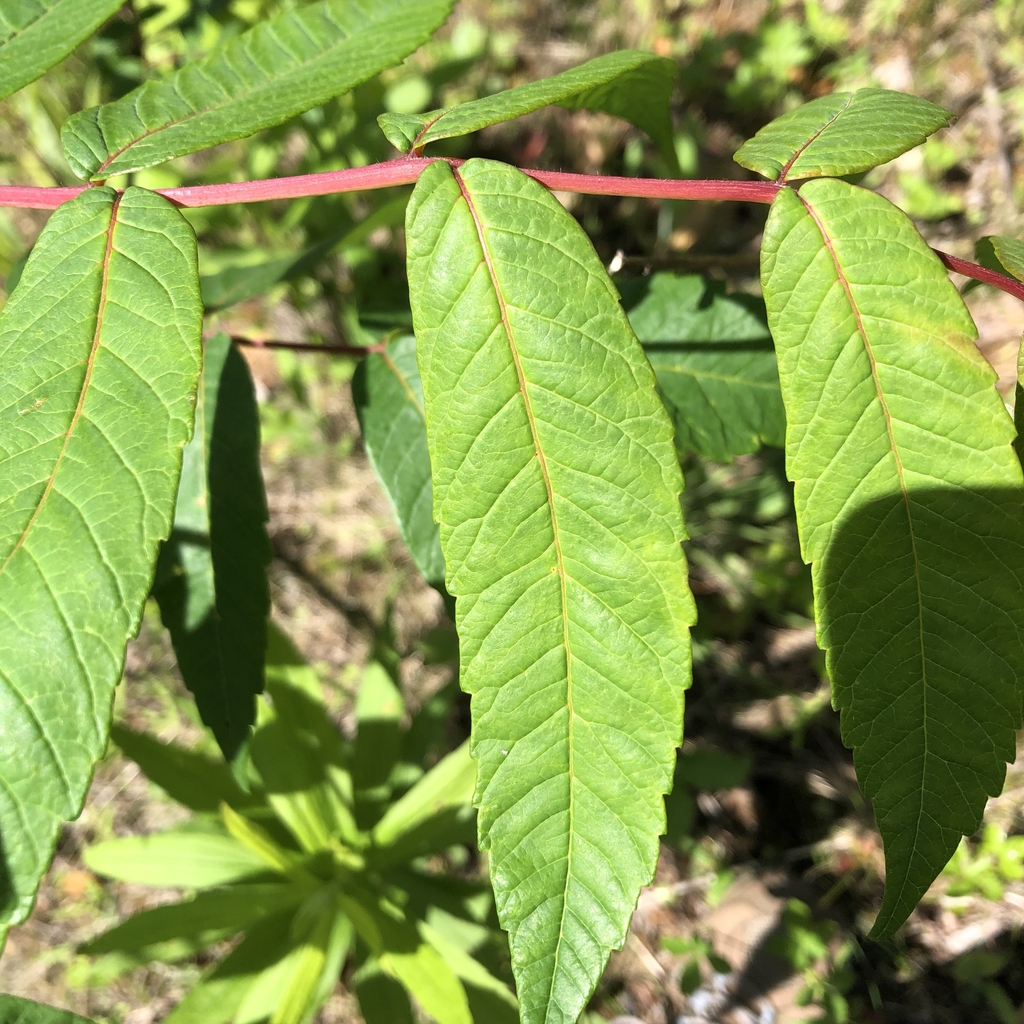 Sharply toothed leaflet.  (Spring-Mitchell Co.. NC)