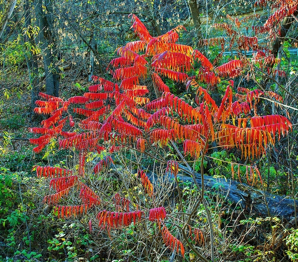 Red fall color