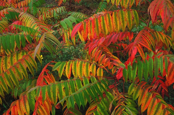Leaves turn red in the fall.