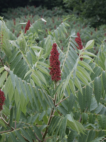 Compound leaves and red fruits.
