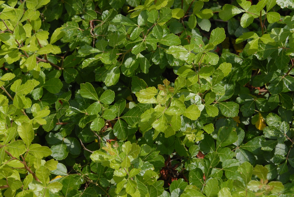 'Gro-Low' Leaf