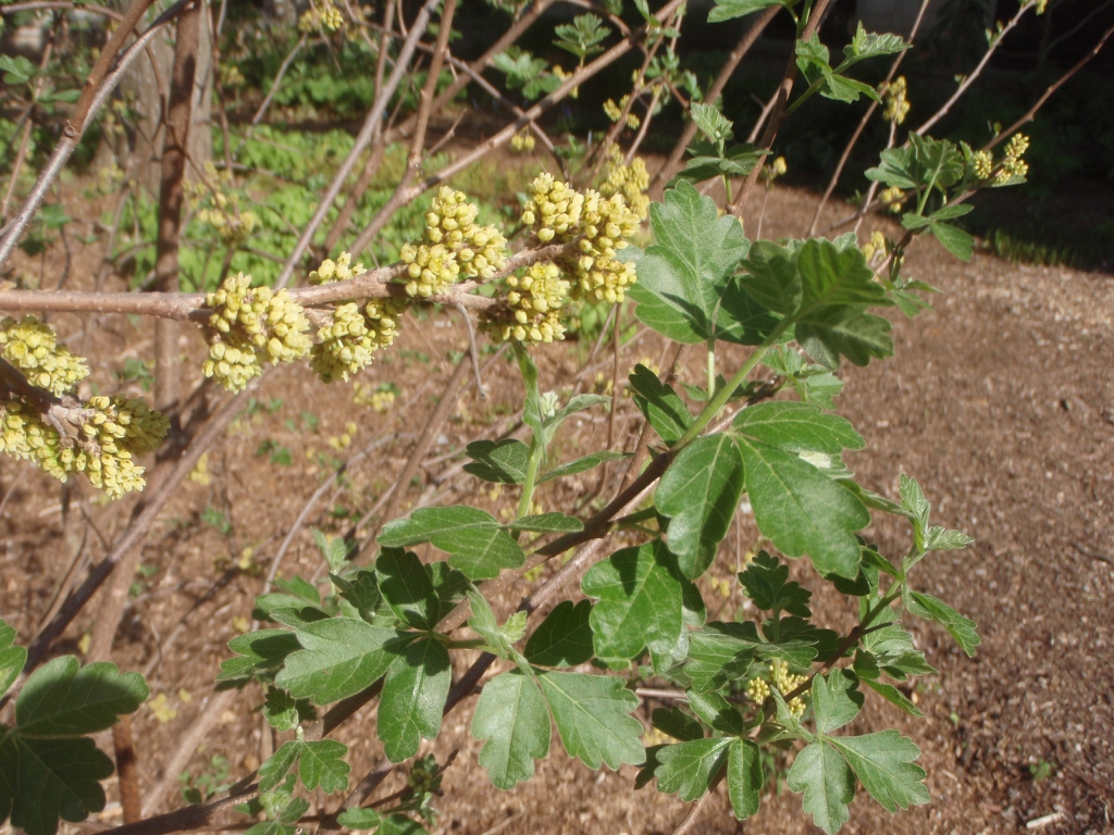Flower and Leaves