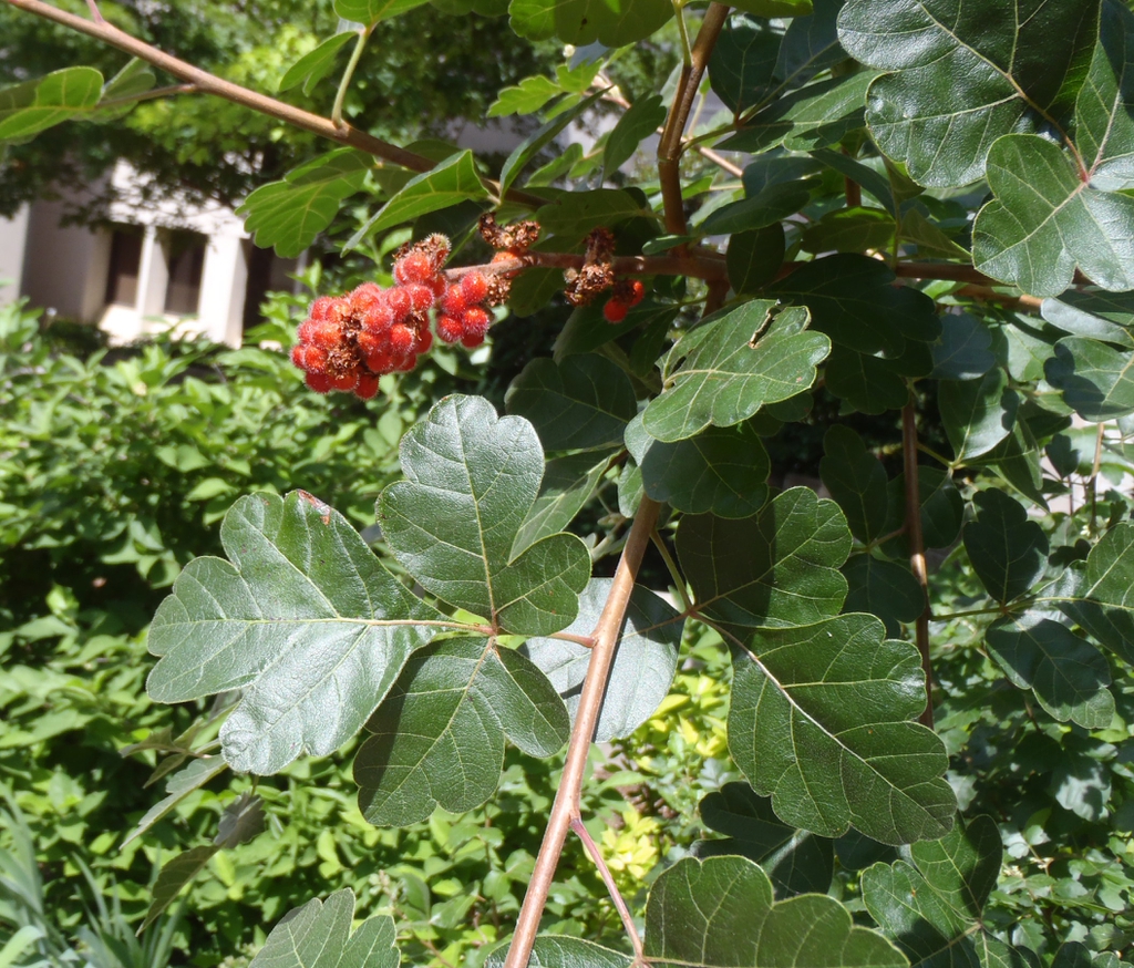 Rhus aromatica