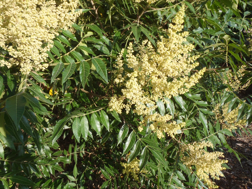 Rhus copallinum