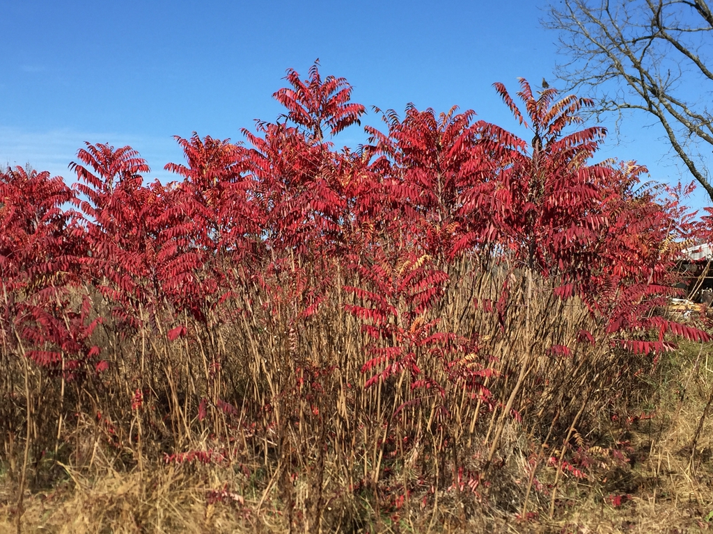 Fall color and form
