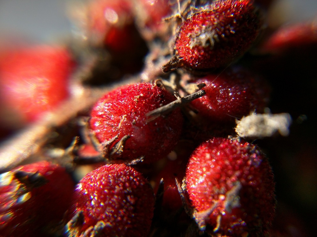 Fruit closeup
