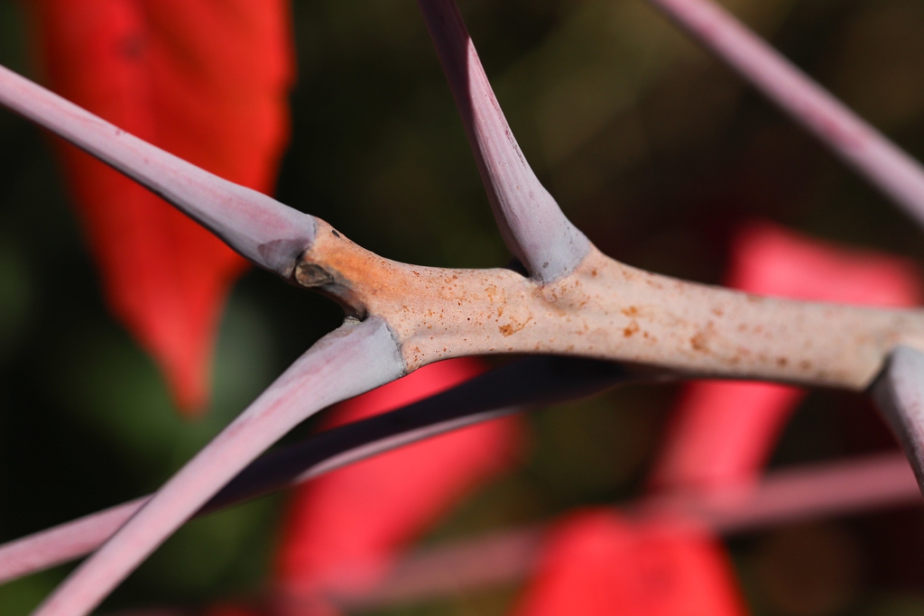 Stem