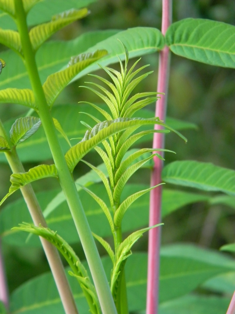 Stems - Buncombe Co., NC