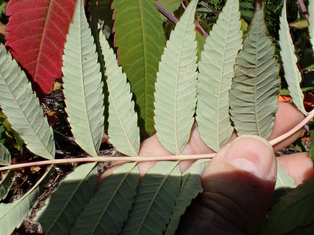 Pale underside of leaf