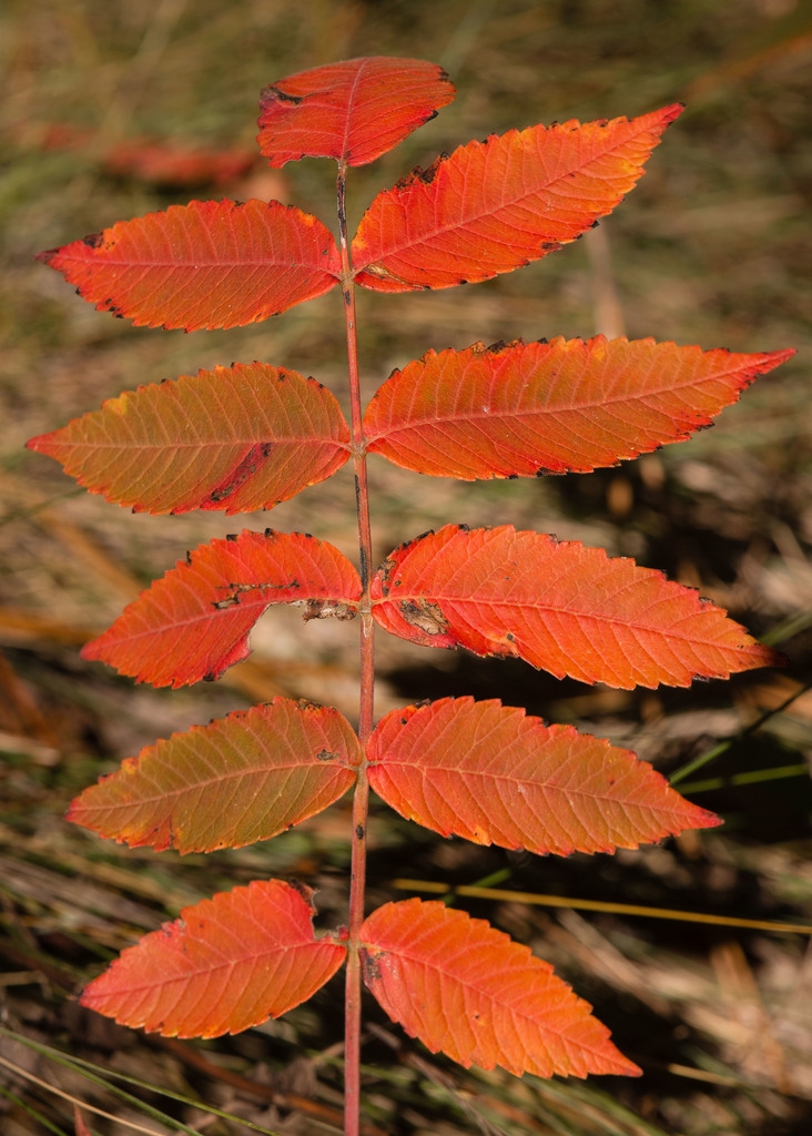 Orange-red fall color of leaves