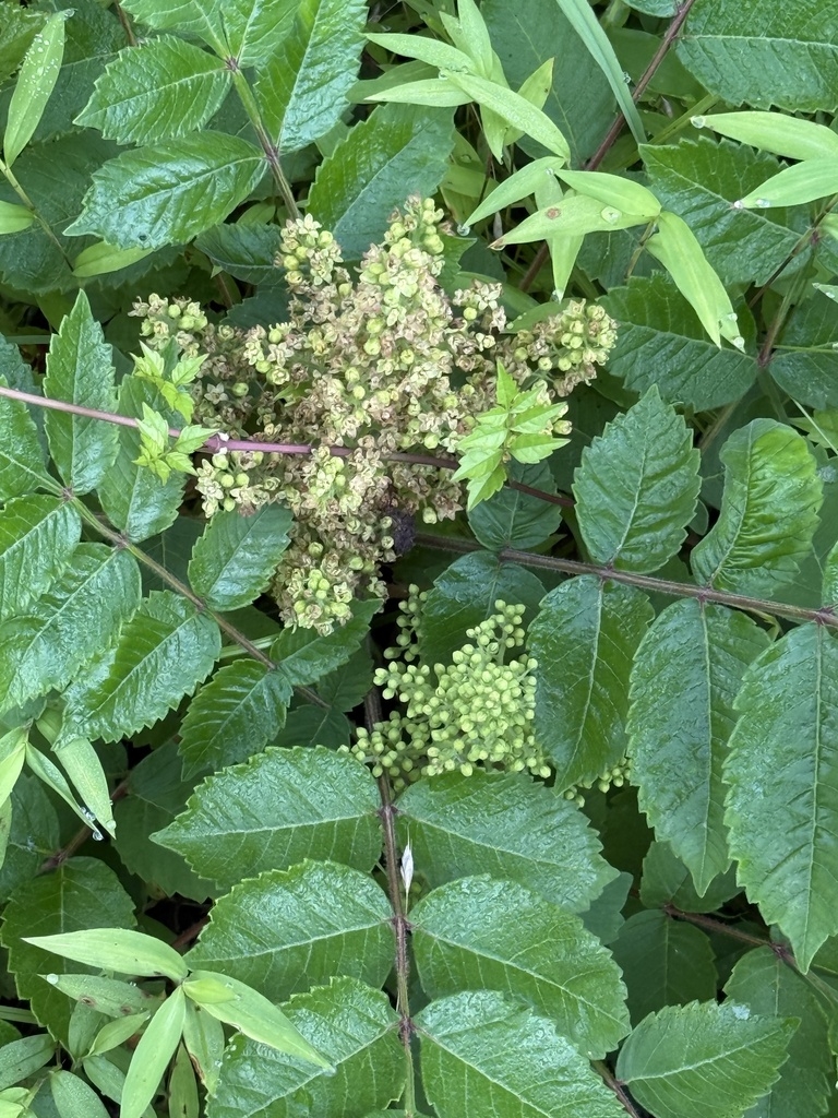 Cluster of small greenish flowers