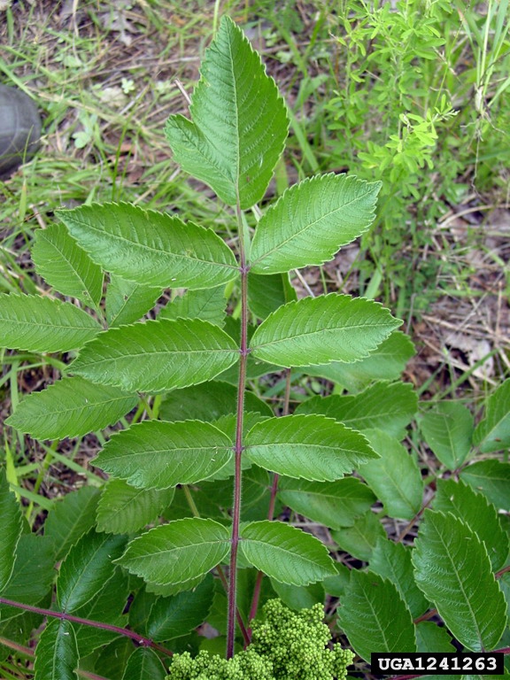 Rhus michauxii