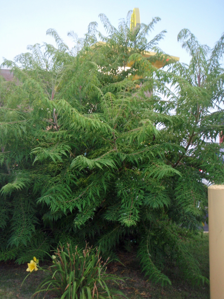 'Laciniata' Form