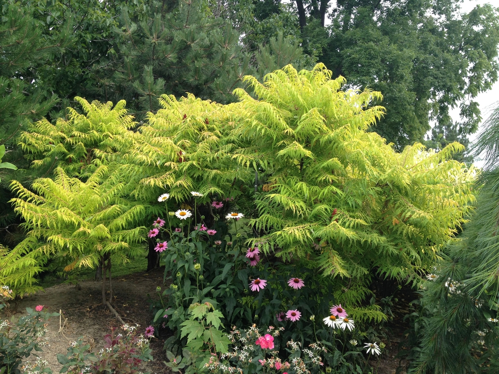 Rhus typhina