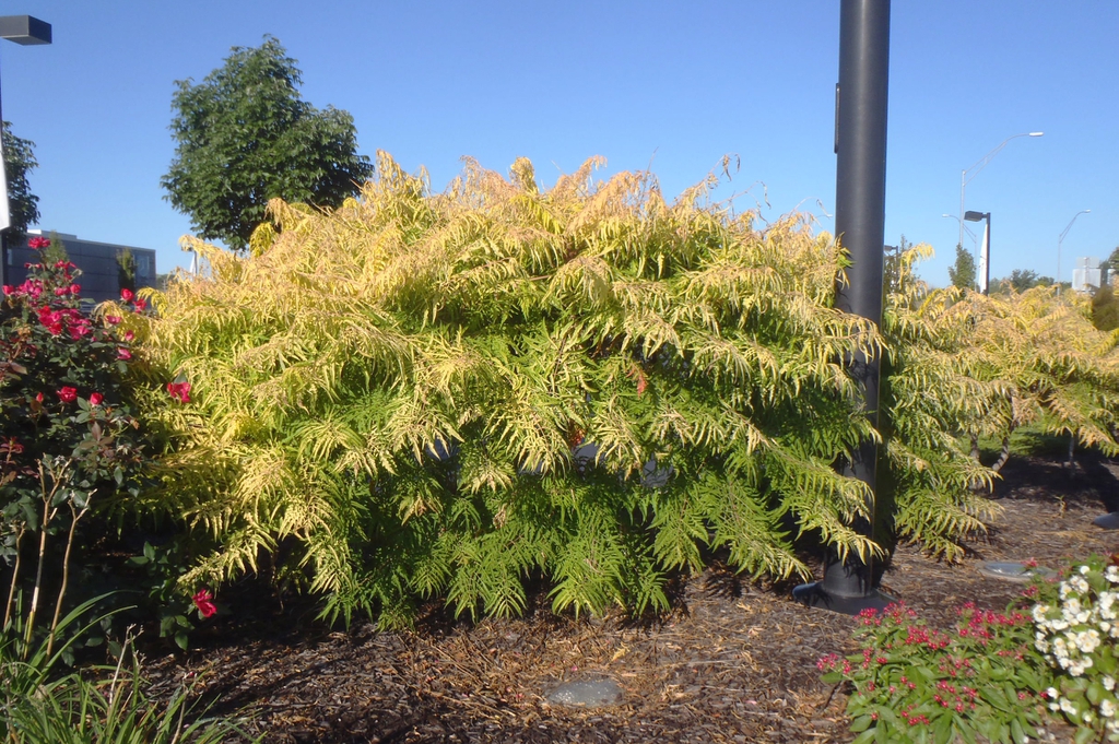 Rhus typhina