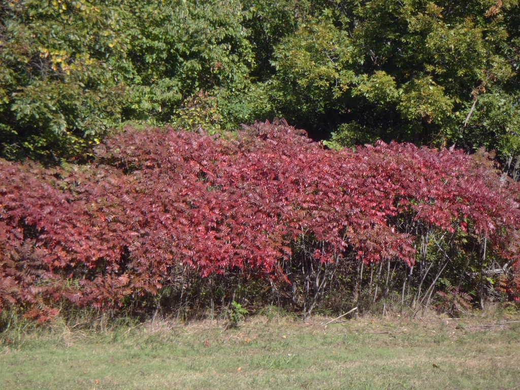 Rhus typhina