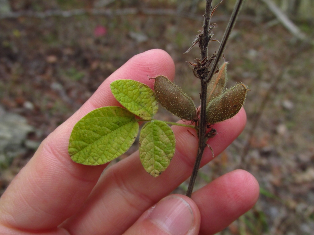 Legumes