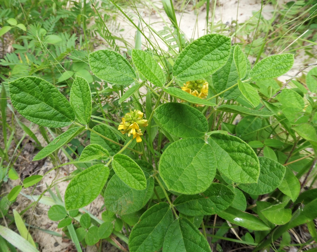 Form in bloom