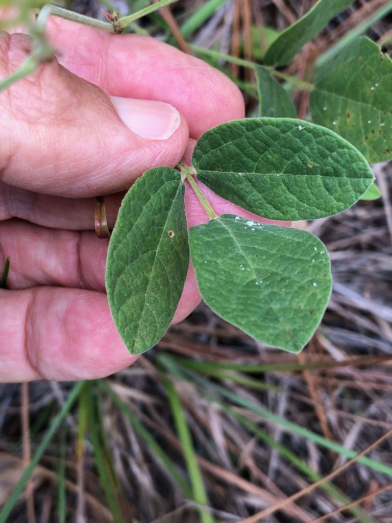 Compound leaves