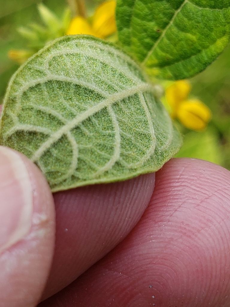 Underside of leaf
