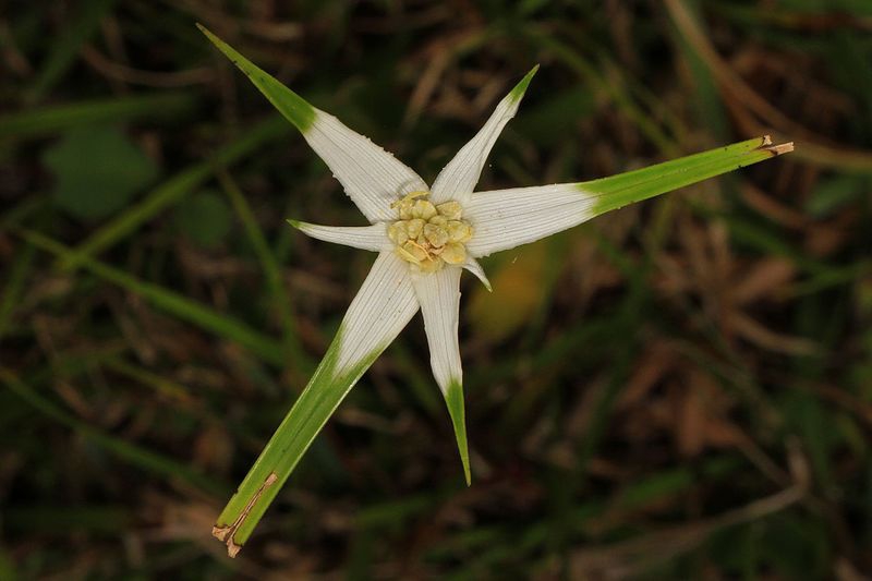 Rhynchospora colorata
