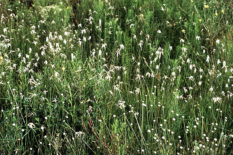 Rhynchospora colorata