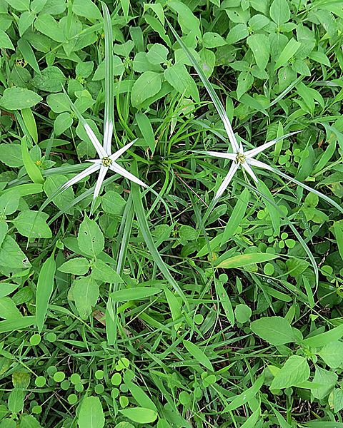 Rhynchospora colorata