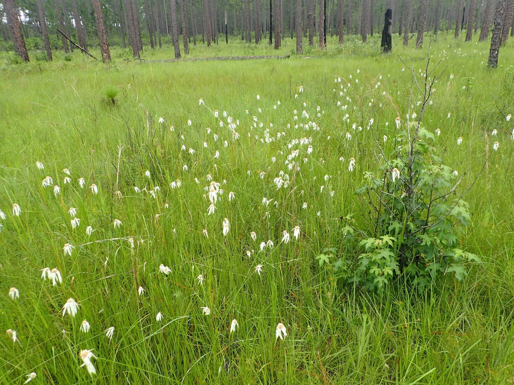 Native habitat